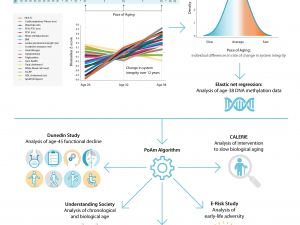 Quantification of the pace of biological aging in humans through a blood test, the DunedinPoAm DNA methylation algorithm