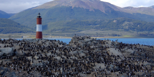 Penguins and the lighthouse in the Beagle Channel