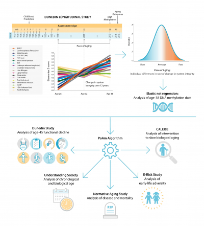 Quantification of the pace of biological aging in humans through a blood test, the DunedinPoAm DNA methylation algorithm